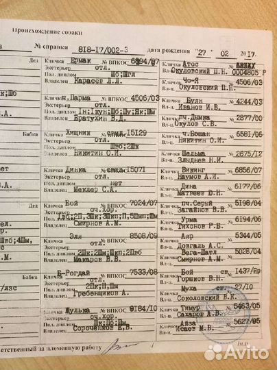 Щенки западно сибирской лайки