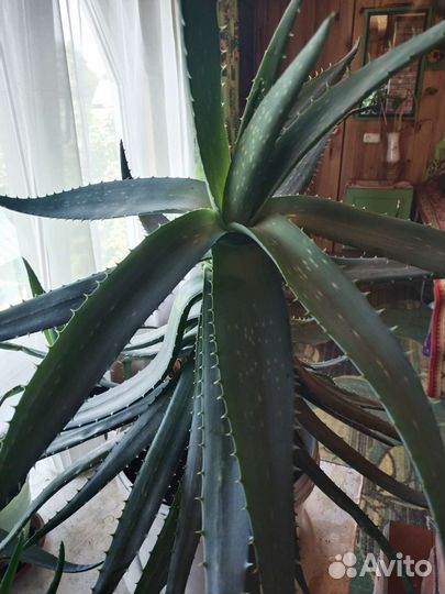 Алоэ, алоэ Вера, монстера, фикус, ледебурия