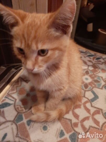 Отдам в добрые руки