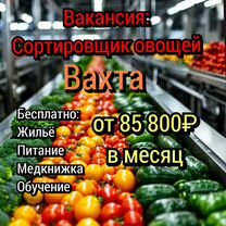 Сортировщик Вахта с проживание М585