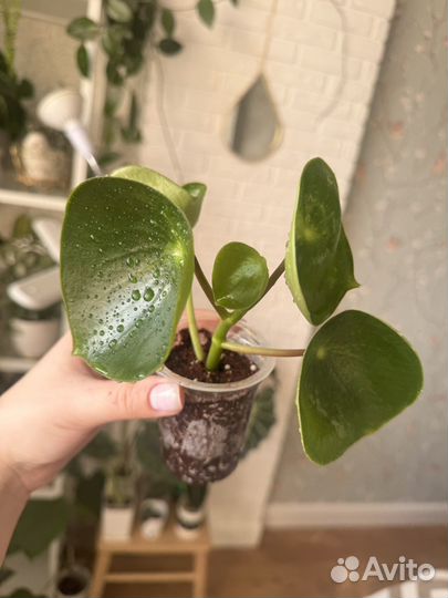 Пеперомия рейндроп