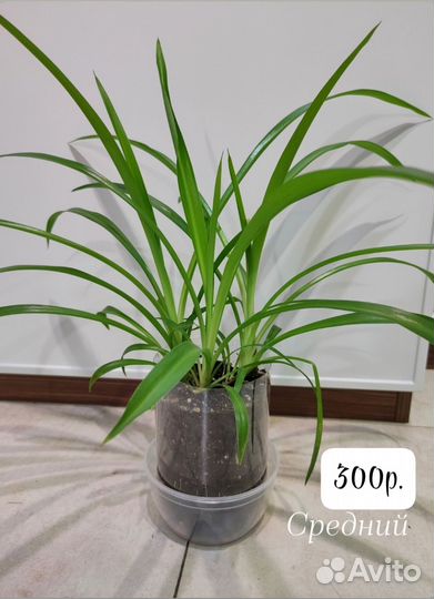 Хлорофитум