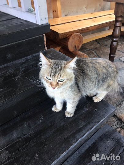 Кошка в дар