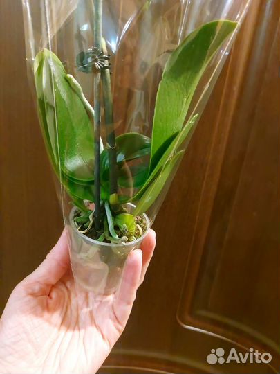 Оранжевый Колибри мини