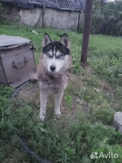 Сибирский хаски