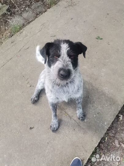 Курцхаар кобель