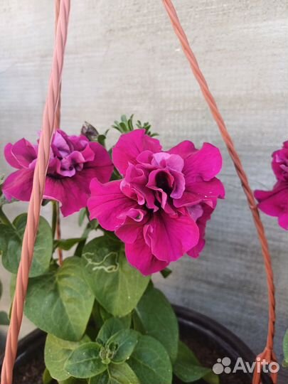 Петуния махровая в подвесном кашпо