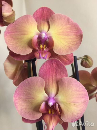Орхидея фаленопсис Пожар