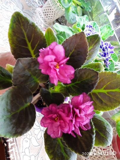 Фиалки сортовые