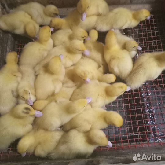 Селезень индоутки