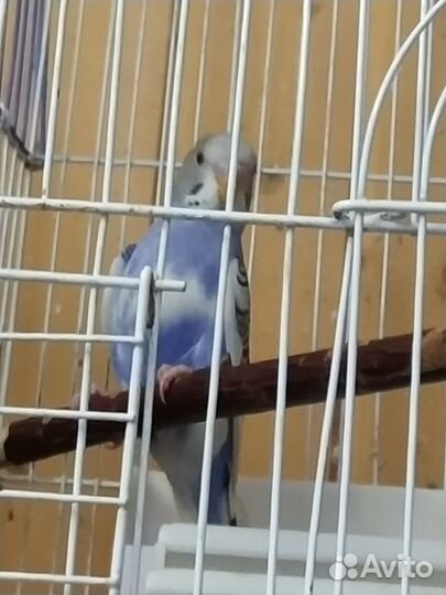 Попугайчики домашнего разведения