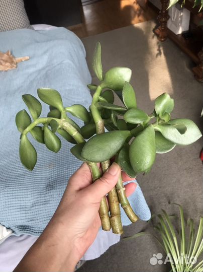 Комнатные растения