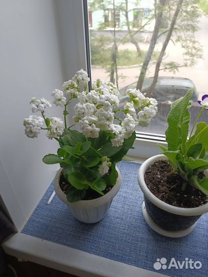 Каланхоэ цветущий и сансевиерия Ханни