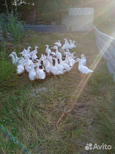 Утка мулард