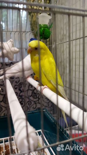 Попугайчики