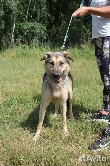 Собака в добрые руки отдам бесплатно