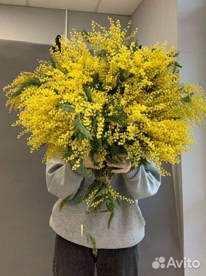Мимоза, букеты из мимозы, 8 марта