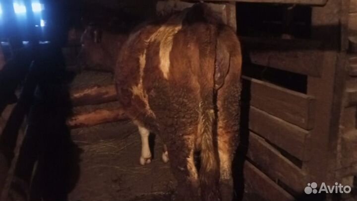 Тёлка глубоко стельная