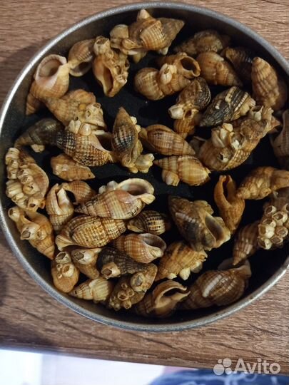 Морские ракушки