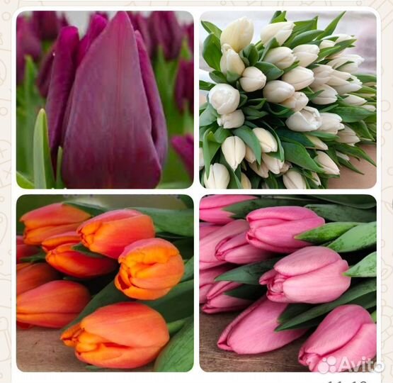 Тюльпаны