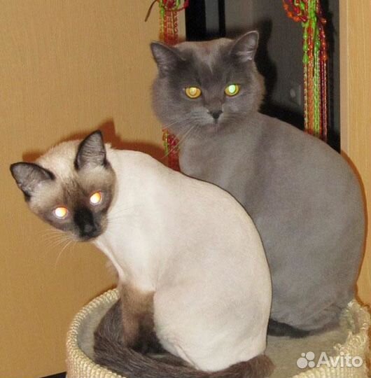 Стрижка кошек с выездом на дом. Стрижка собак