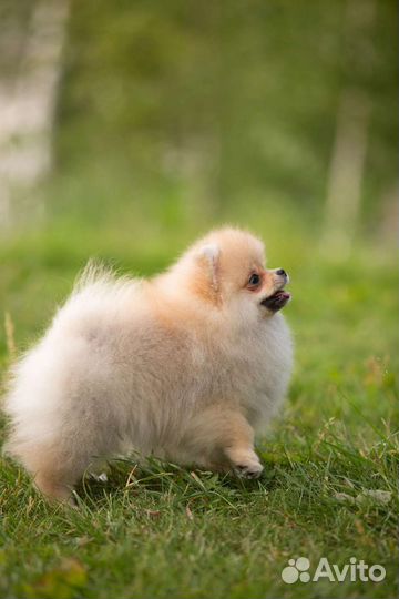 Щенки шпица