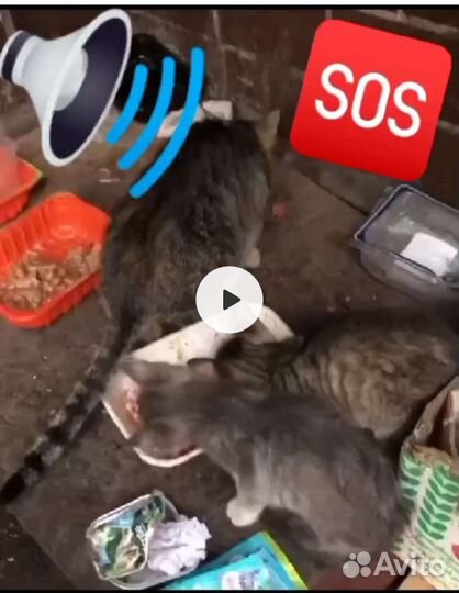 Коробка с котятами под дождём