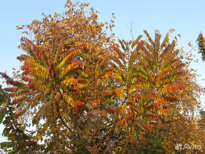Сумах оленерогий летом и осенью фото.