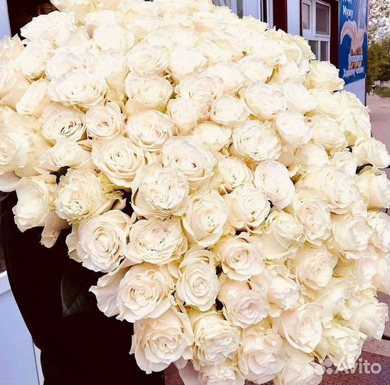 Высокие Розы Гиганты Доставка Круглосуточно