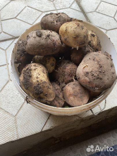 Продается молодой картофель