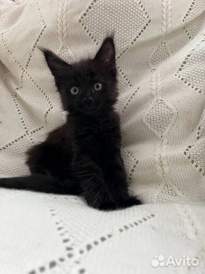 Котята маякун