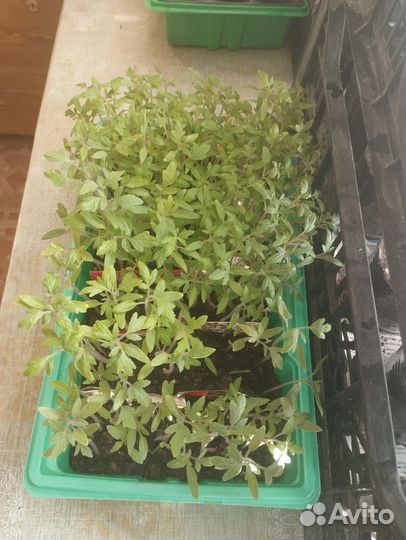 Рассада помидор и перцев