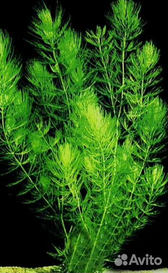 Роголистник