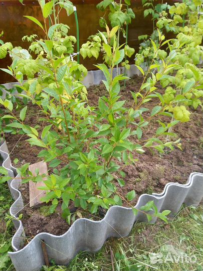 Кустики вишни