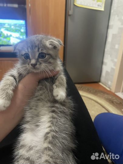 Шотландская вислоухая