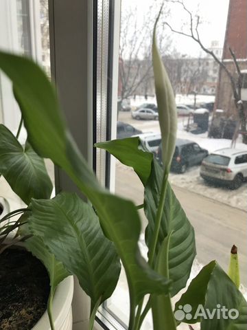 Цветок Женское счастье