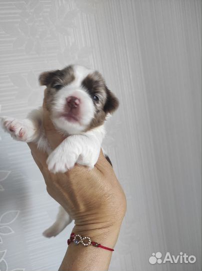 Классная куколка Шокоберри стандарт