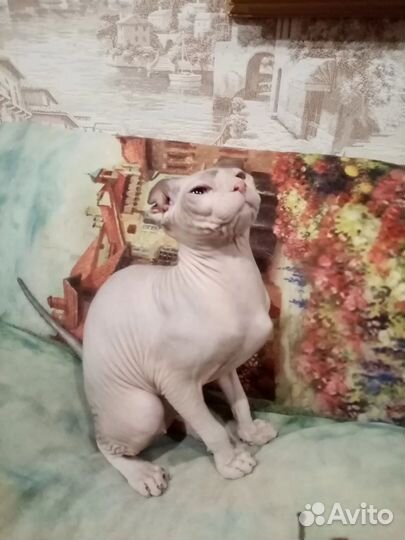 Котёнок Левкой