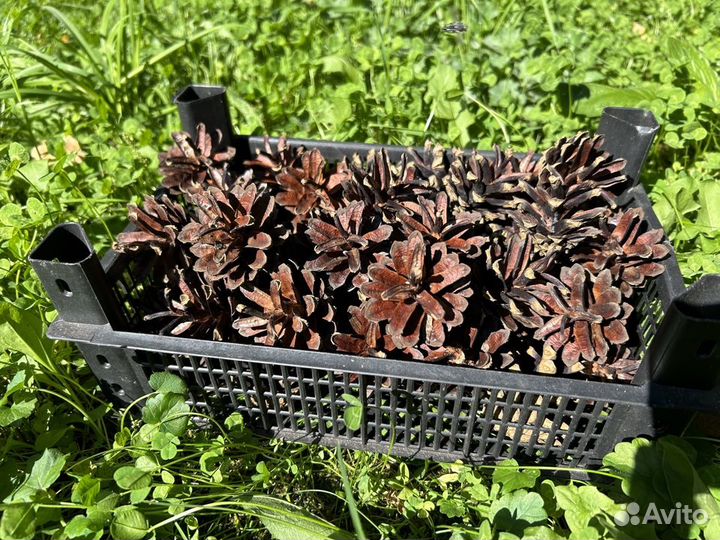 Шишки сосновые большой пакет