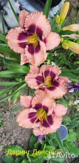 Лилейники сортовые