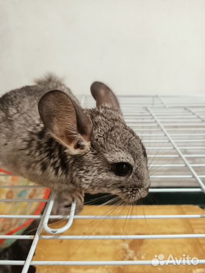 Шиншилла