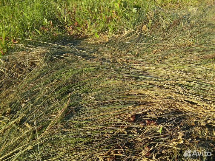 Сено и солома в тюках и рулонах