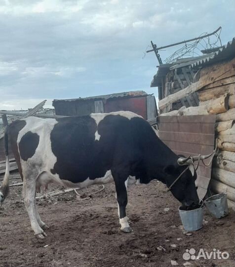 Продажа коров