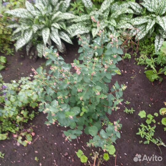 Снежноягодник белый