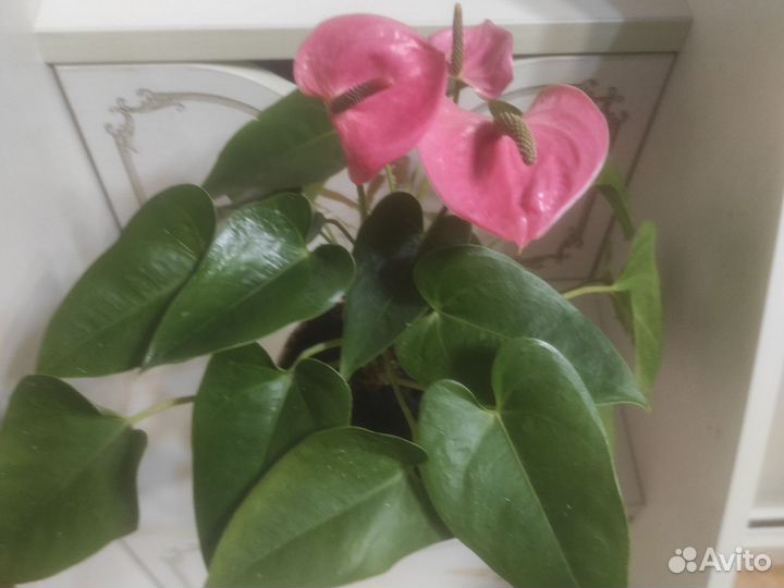 Антуриум спирит