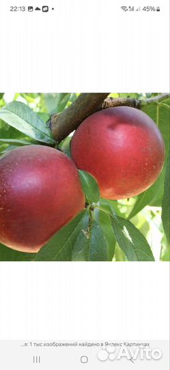 Шарафуга розовая