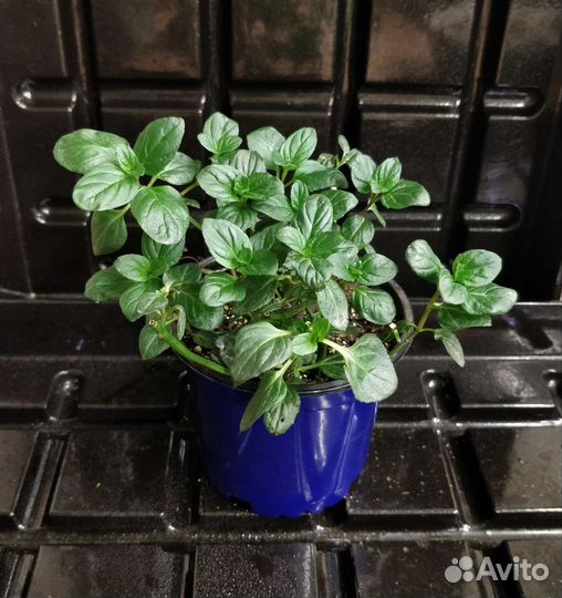 Мята. Самые вкусные коллекционные сорта