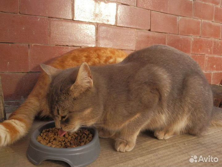 Отдам в добрые руки русскую голубую