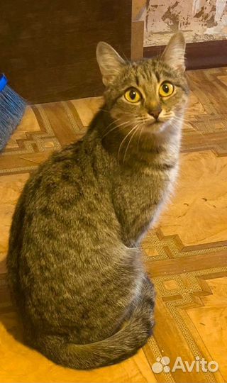 Кошечка подросток ищет дом