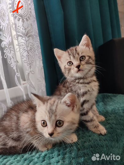 Британские котята